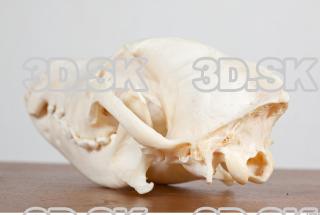 Skull photo reference 0048